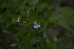Viola acuminata