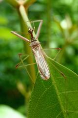 Epidaus sexspinus