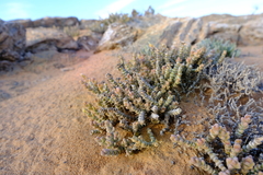 Mesembryanthemum tomentosum