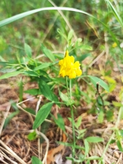 Lathyrus pratensis