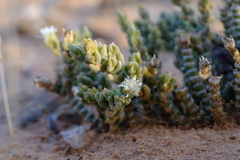Mesembryanthemum tomentosum