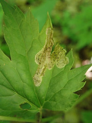 Phytomyza actaeivora