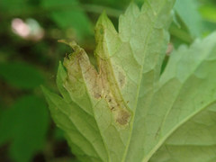 Phytomyza actaeivora