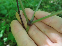 Phytomyza actaeivora