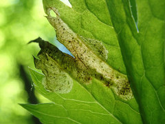 Phytomyza actaeivora