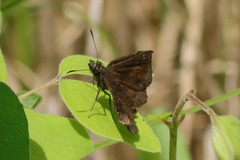 Staphylus hayhurstii