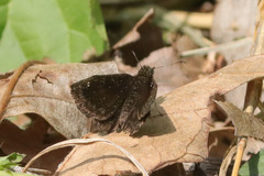 Staphylus hayhurstii