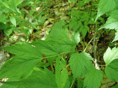 Phytomyza actaeivora