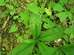 Phytosciara greylockensis