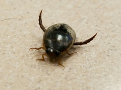 Cybistrinae