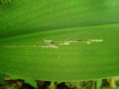 Phytosciara greylockensis