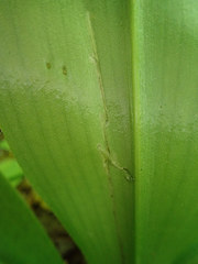 Phytosciara greylockensis
