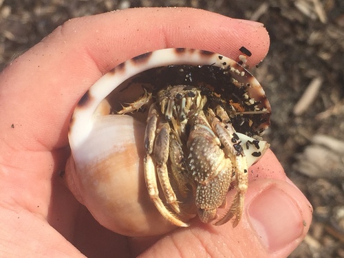 Areopaguristes setosus