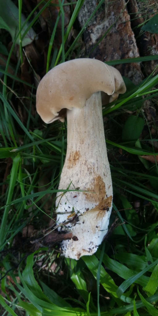 Macrocybe gigantea · June 2021 · photo: © kenghung (iNaturalist, cc-by)