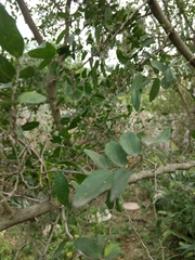 Celtis pallida