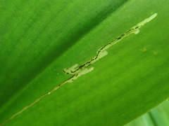 Phytosciara greylockensis