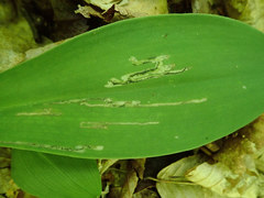 Phytosciara greylockensis