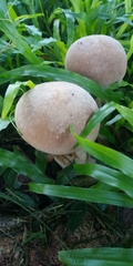 Macrocybe gigantea