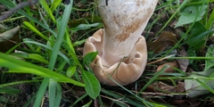 Macrocybe gigantea