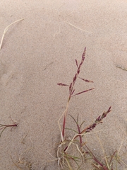 Puccinellia maritima