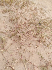 Puccinellia maritima