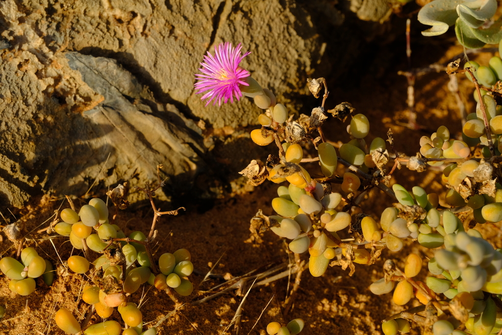 Mesembryanthemum occidentale