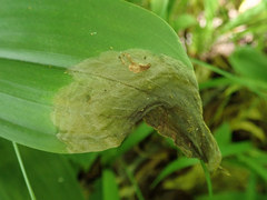 Neochirosia atrifrons