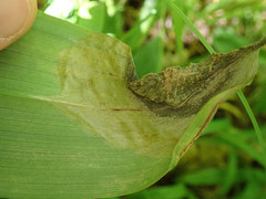 Neochirosia atrifrons