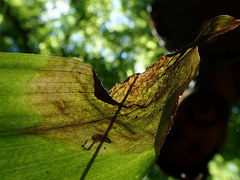 Neochirosia atrifrons