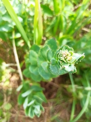 Hylotelephium telephium