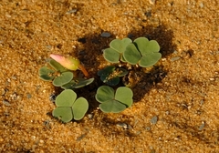 Oxalis psammophila