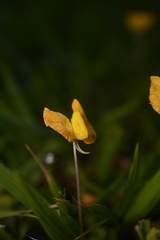 Arachis glabrata