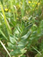 Hylotelephium telephium