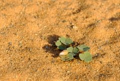 Oxalis psammophila