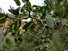 Celtis pallida