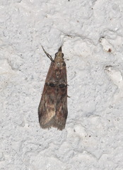 Nephopterix angustella