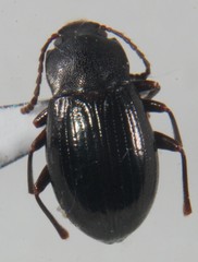 Nalassus aereus