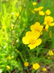 Ranunculus polyanthemos