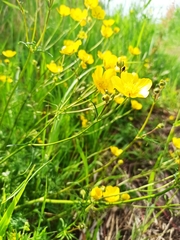 Ranunculus polyanthemos