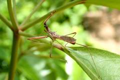 Epidaus sexspinus