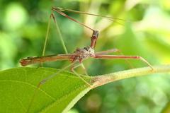 Epidaus sexspinus