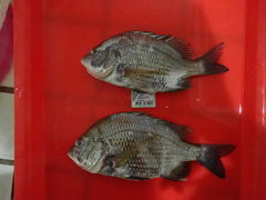 Acanthopagrus pacificus