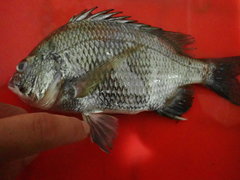 Acanthopagrus pacificus