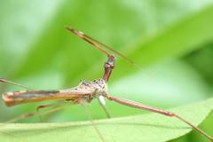 Epidaus sexspinus