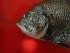 Acanthopagrus pacificus