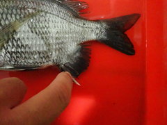 Acanthopagrus pacificus