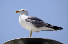 Larus michahellis