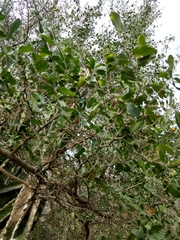 Celtis pallida