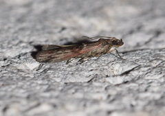 Nephopterix angustella