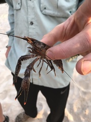 Procambarus spiculifer